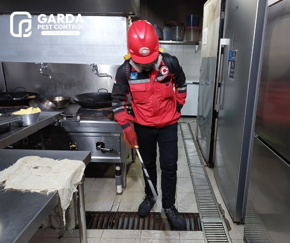 Jasa Pembasmi Kecoa di Resto