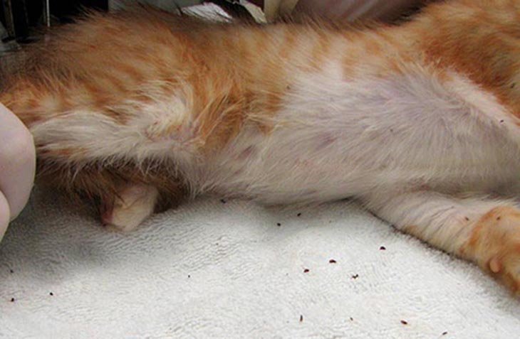 Jasa Pembasmi Kutu Kucing Bandung