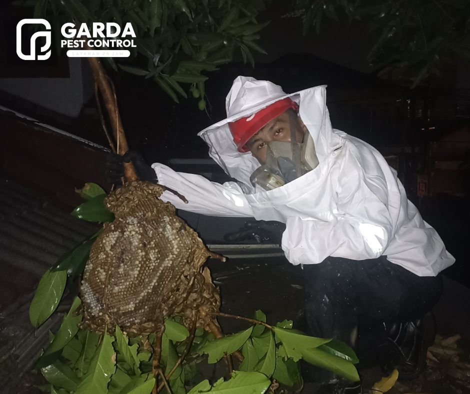 Jasa Pembasmi Tawon di Bandung