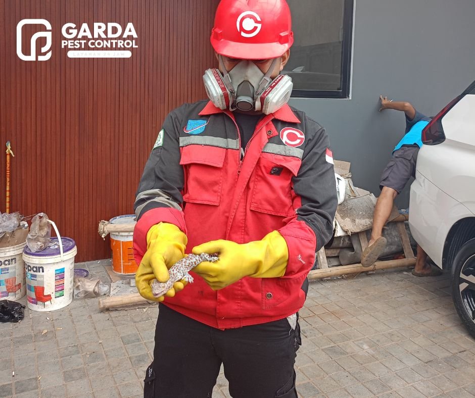 Jasa Pembasmi Tokek di Bandung