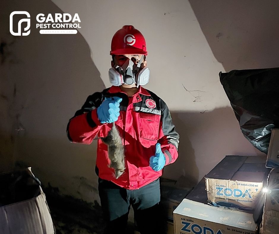 Jasa Pengusir Tikus di Bandung