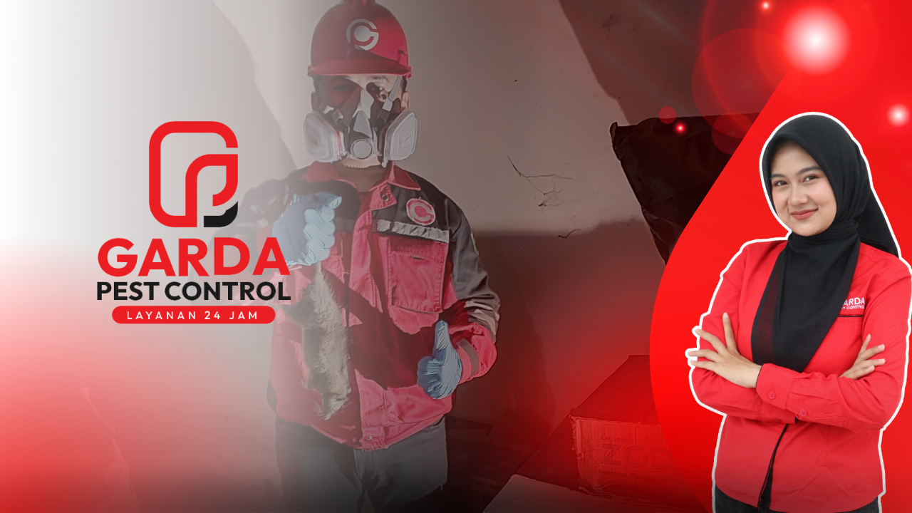 Jasa Pembasmi Tikus Layanan 24 Jam